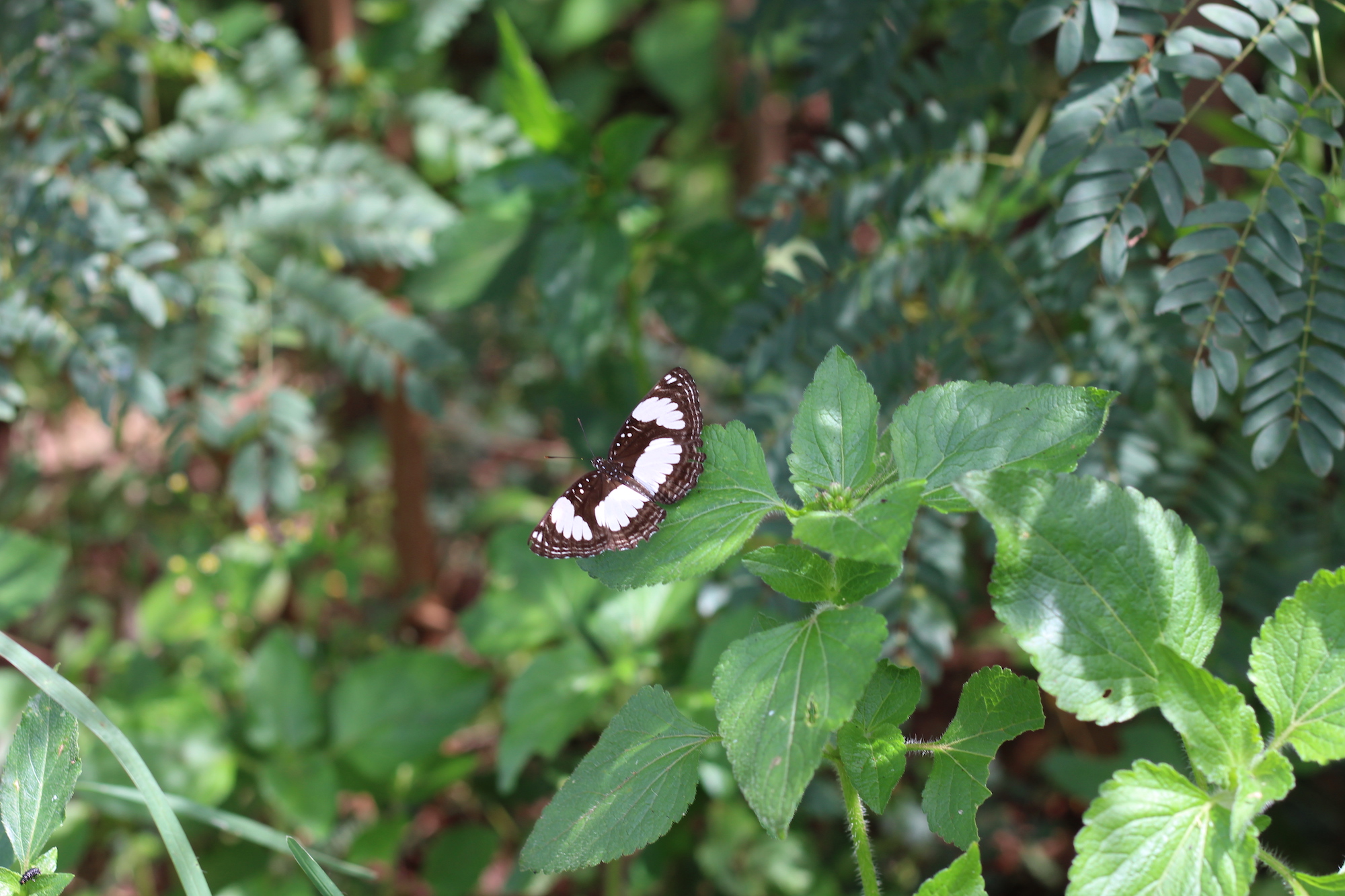 Butterfly with black and white wings perched on a green leaf in a garden.