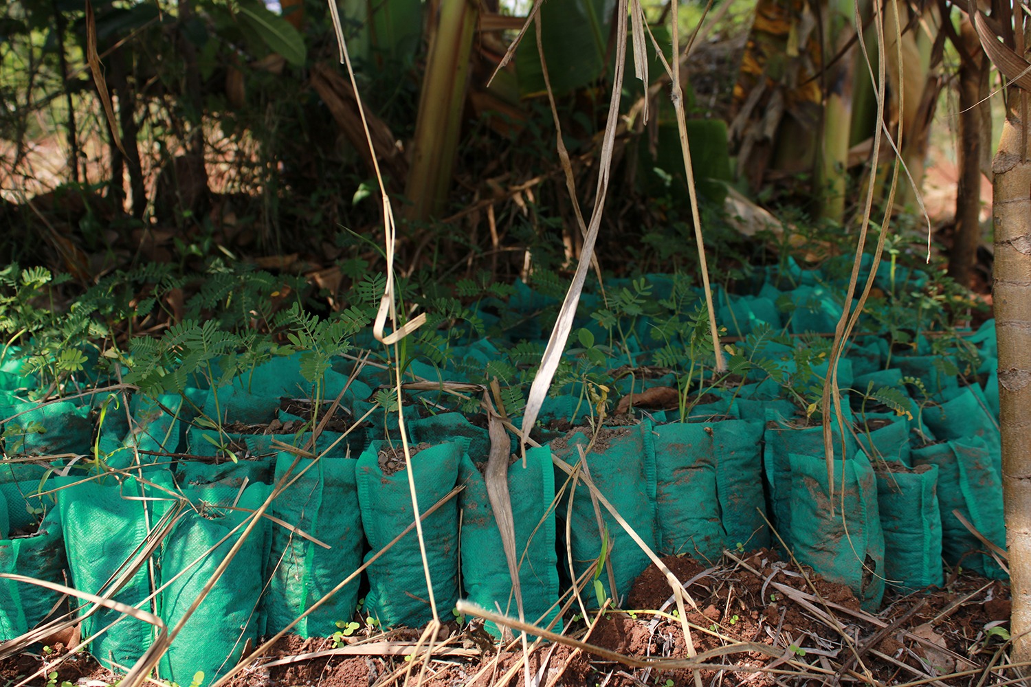 Seedlings in green bags prepared by Zedrack and fellow farmers as they learn sustainable farming techniques.