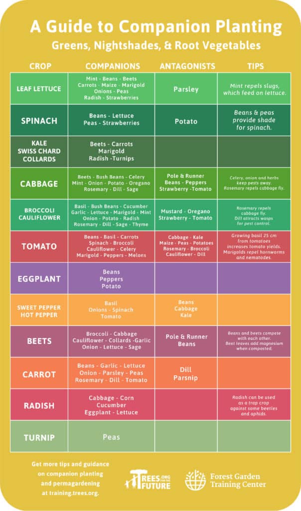 Companion Planting 101 - Trees for the Future