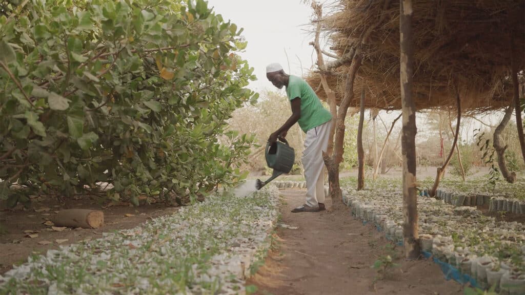 Farmer watering 32 years (1)