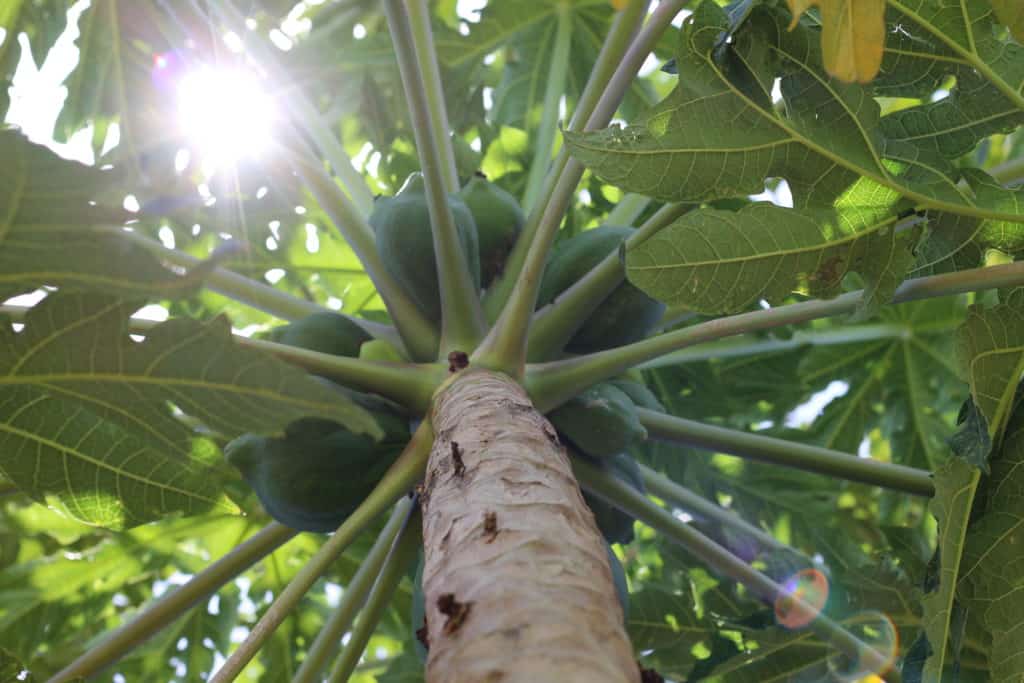 Trees for the Future Shares Favorite Tree Quotes and Puns