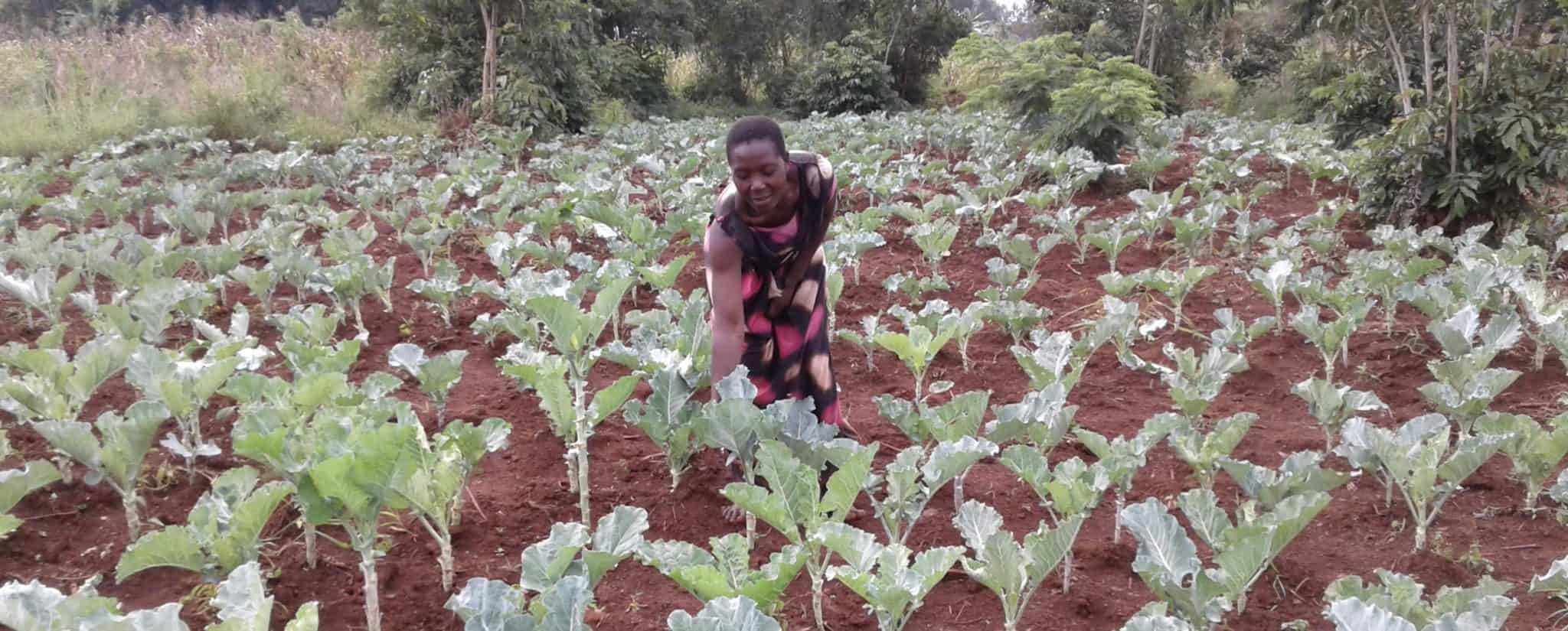 Ugandan Farmer Finds Success Despite COVID19 Trees for the Future