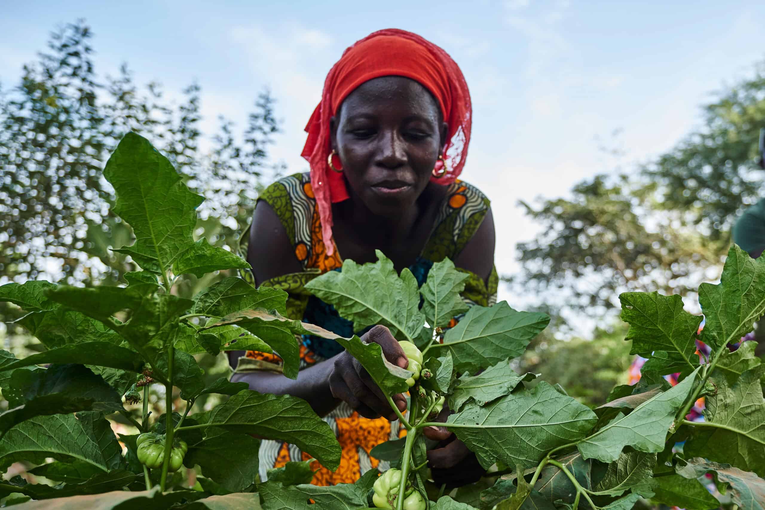 Activities Trees for the Future in Senegal