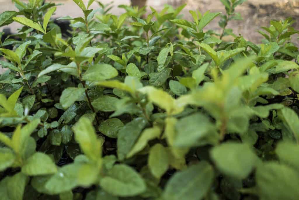 Young saplings flourishing under the care of Trees for the Future, contributing to the organization's goal of planting one billion trees.