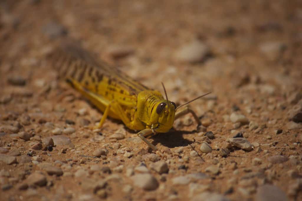 Desert Locusts Trees for the Future