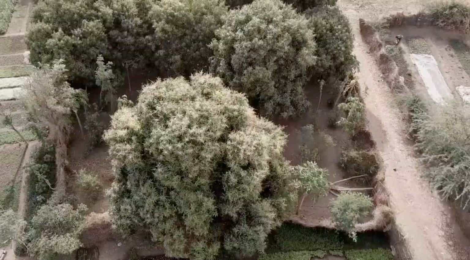 One Billion Trees by 2030 Trees for the Future