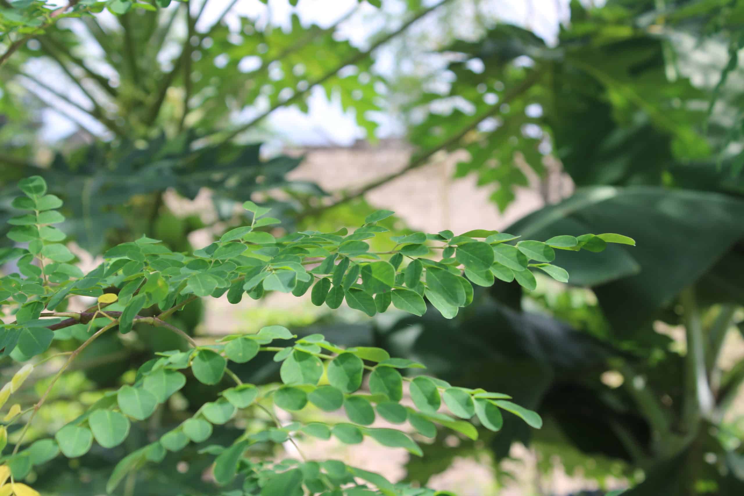 moringa tree – Seynabou – Trees for the Future