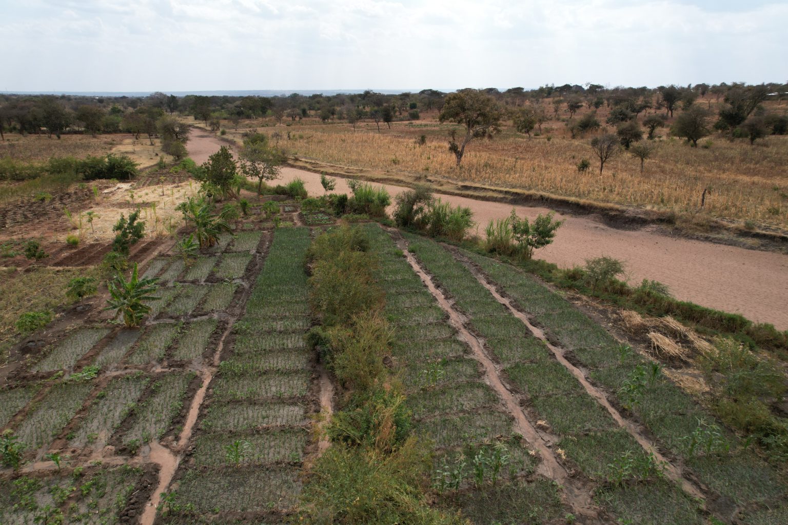 Trees for the Future Corporate Partners Pledge to Match Donations in