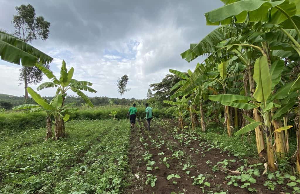 Farmers walking through a lush Forest Garden, benefiting from the historic carbon deal signed with Aspiration and Trees for the Future.