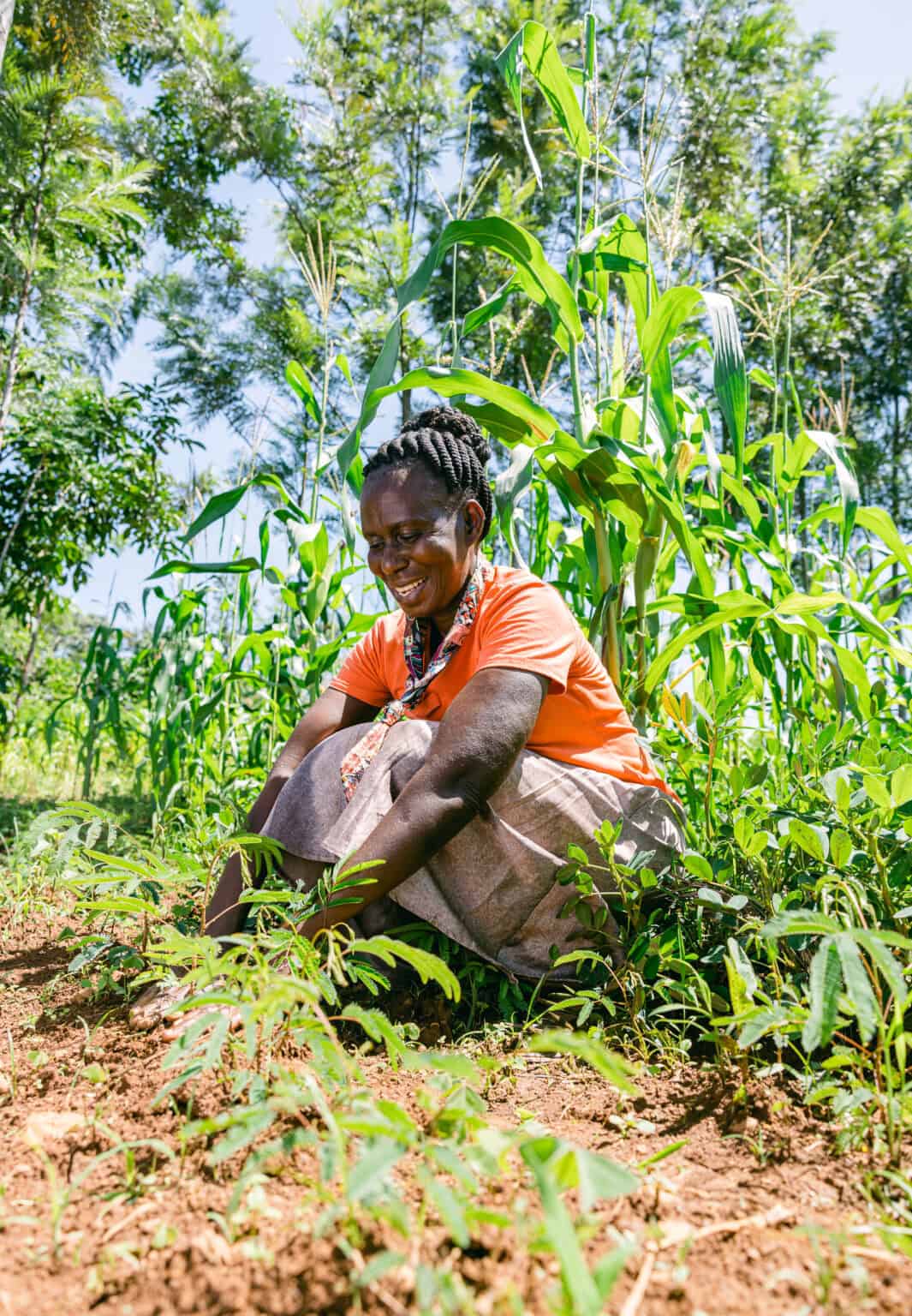 Carbon Trees for the Future
