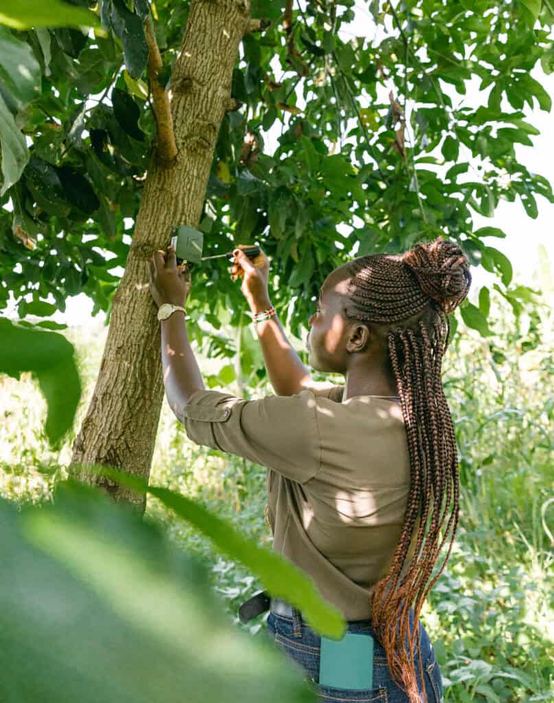 Researcher installing bioacoustics recording device on a tree