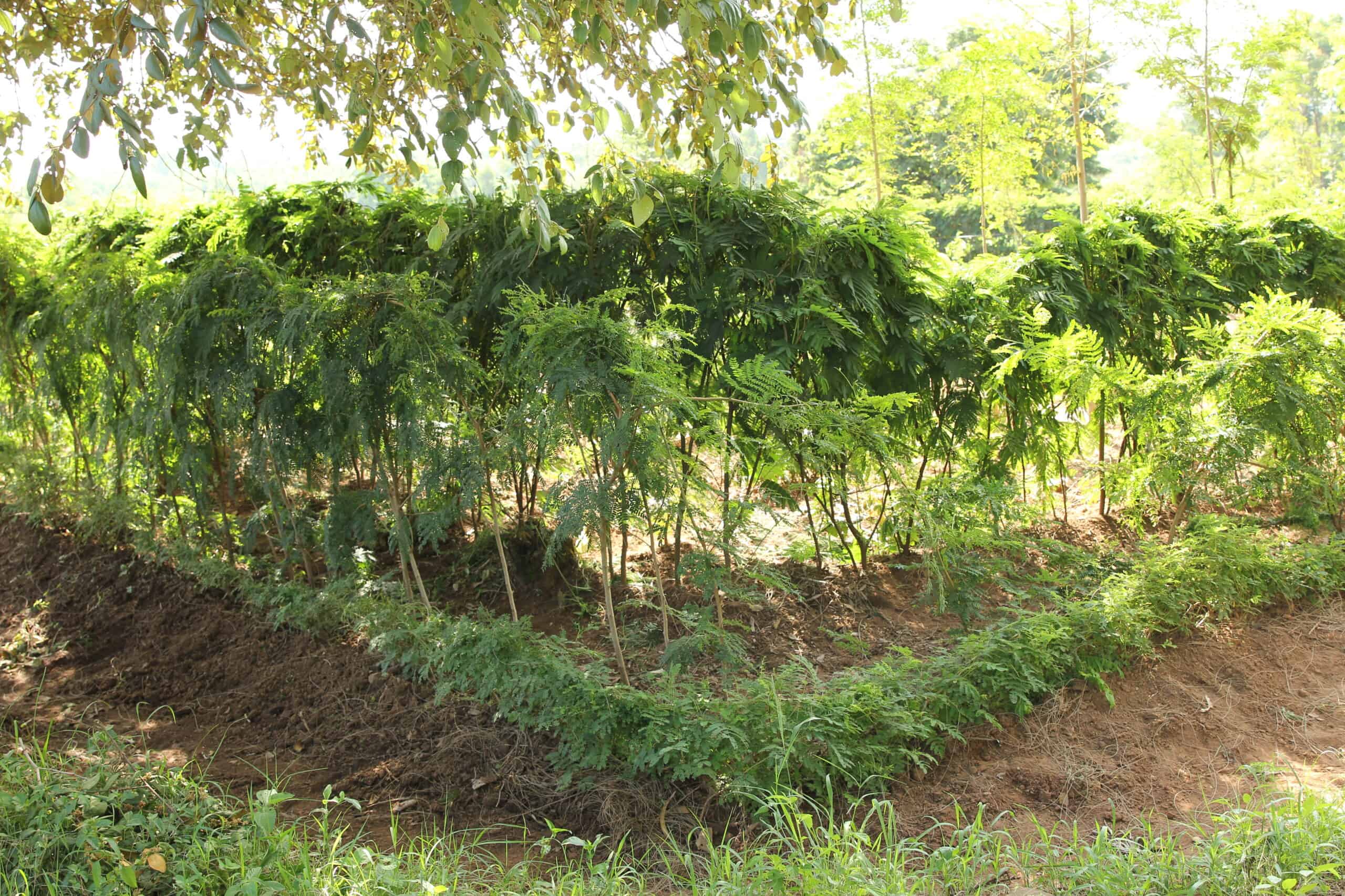 Forest Garden Approach - A Green Future in West Africa