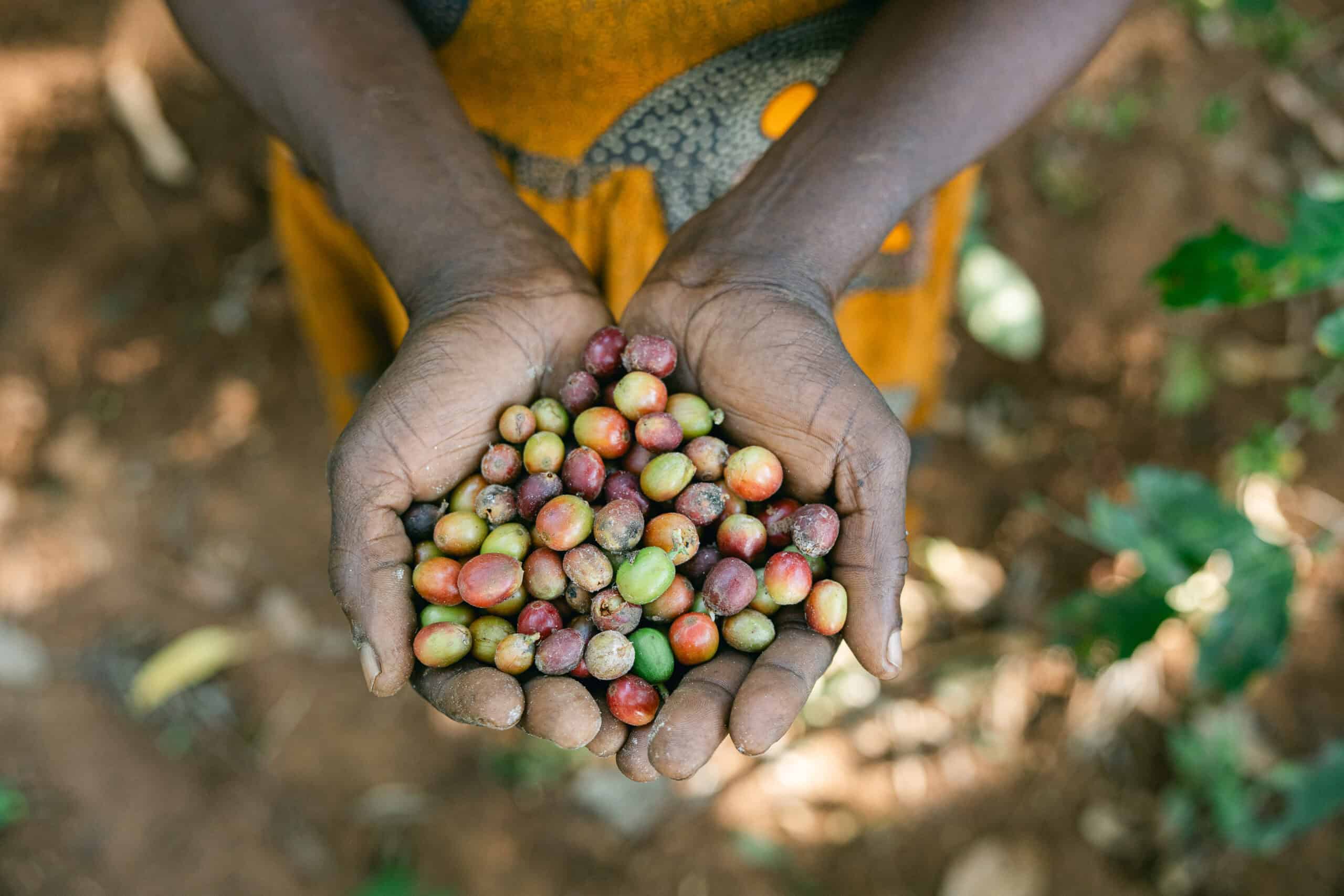 Coffee beans from Harriet's Ugandan Forest Garden.