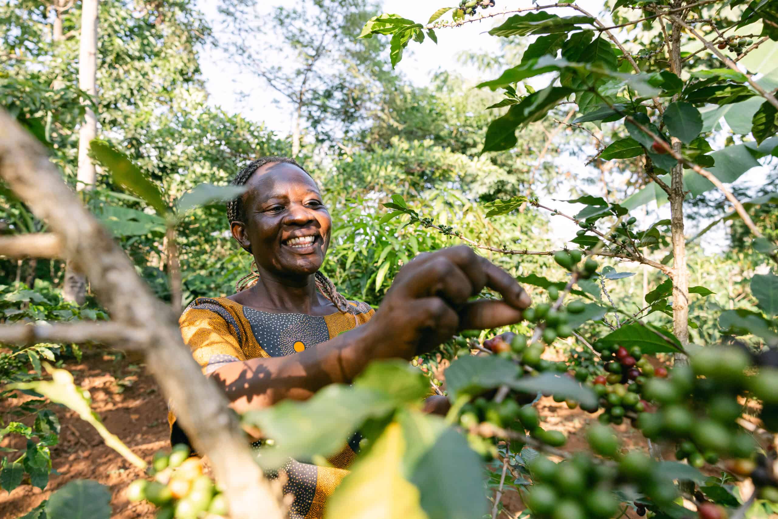 Harriet harvests the fruit of her coffee plants.