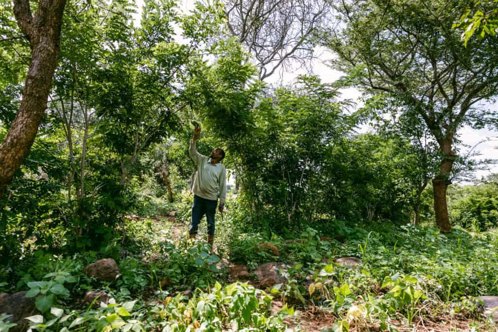 Farmer tending diverse crops and trees in a Forest Garden system in Kenya