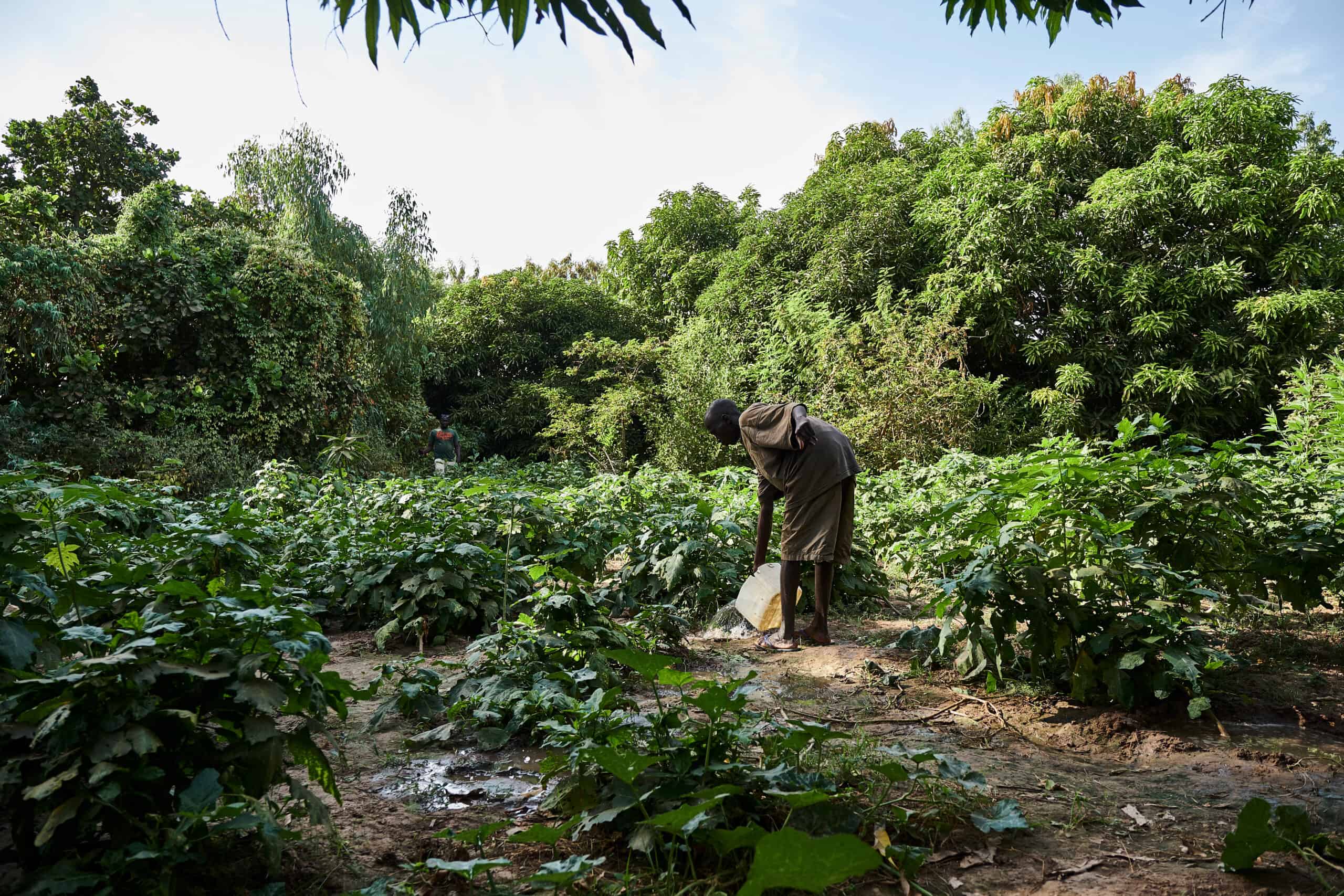 lush regenerative farm