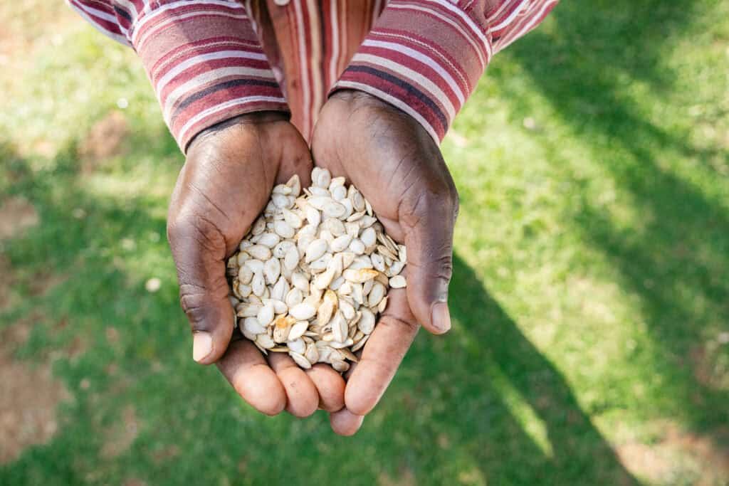hand holding seeds
