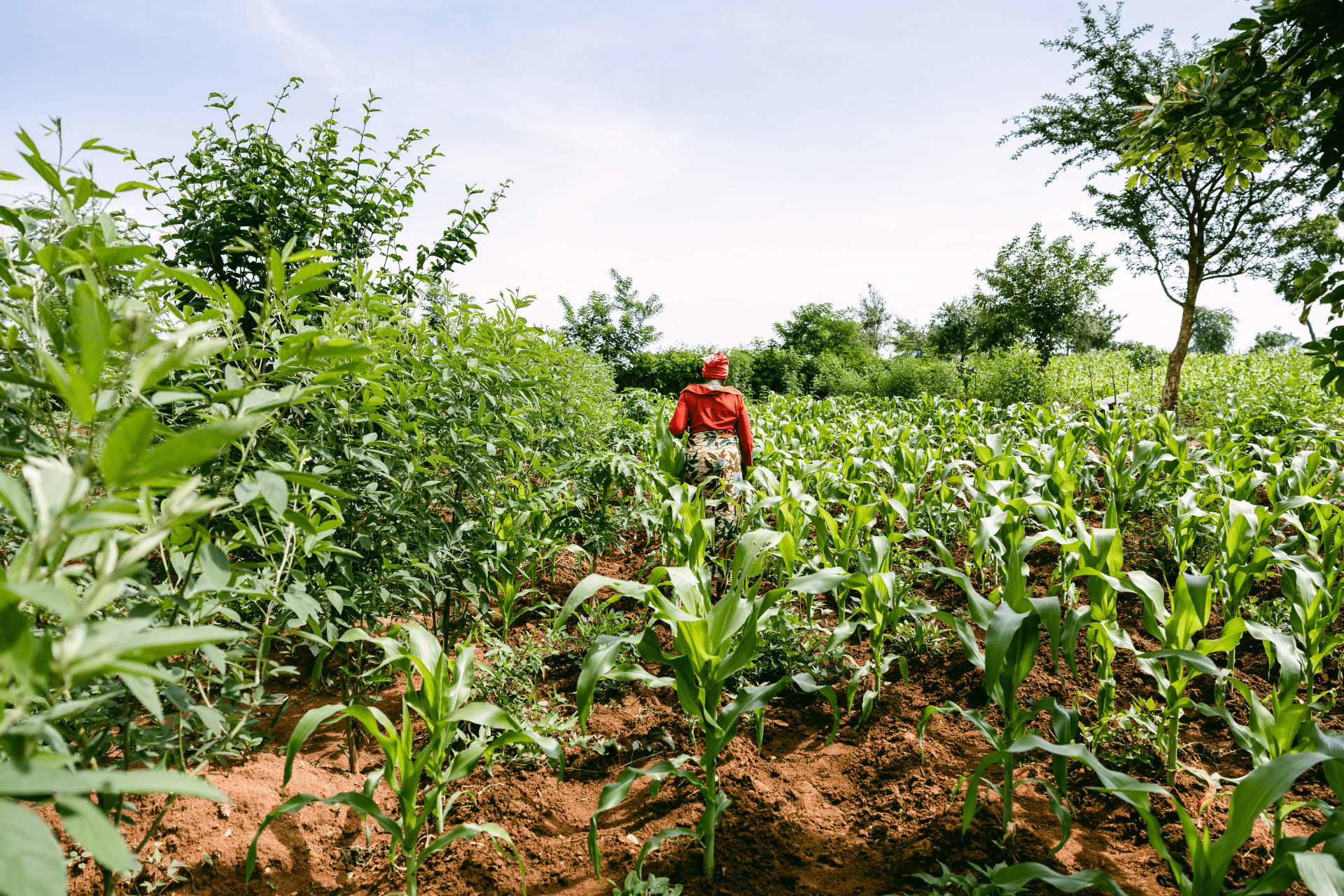 female farmer in tanzania